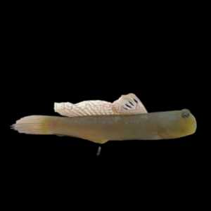 Watchman Goby Cryptocentrus Pavoninoides