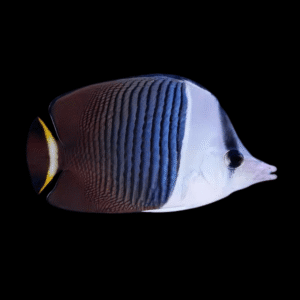 White Faced Butterfly Fish Chaetodon Mesoleucos