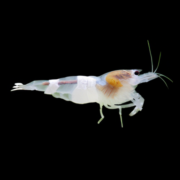 10 x White Crystal High Grade Shrimp Caridina Sp 2cm