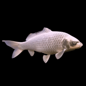 Assorted Grade A White Ghost Koi Carp Cyprinus Carpio