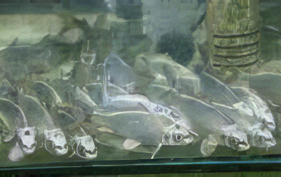 x75 Assorted Grade A White Ghost Koi Carp Cyprinus Carpio 10cm - Auction - Image 8