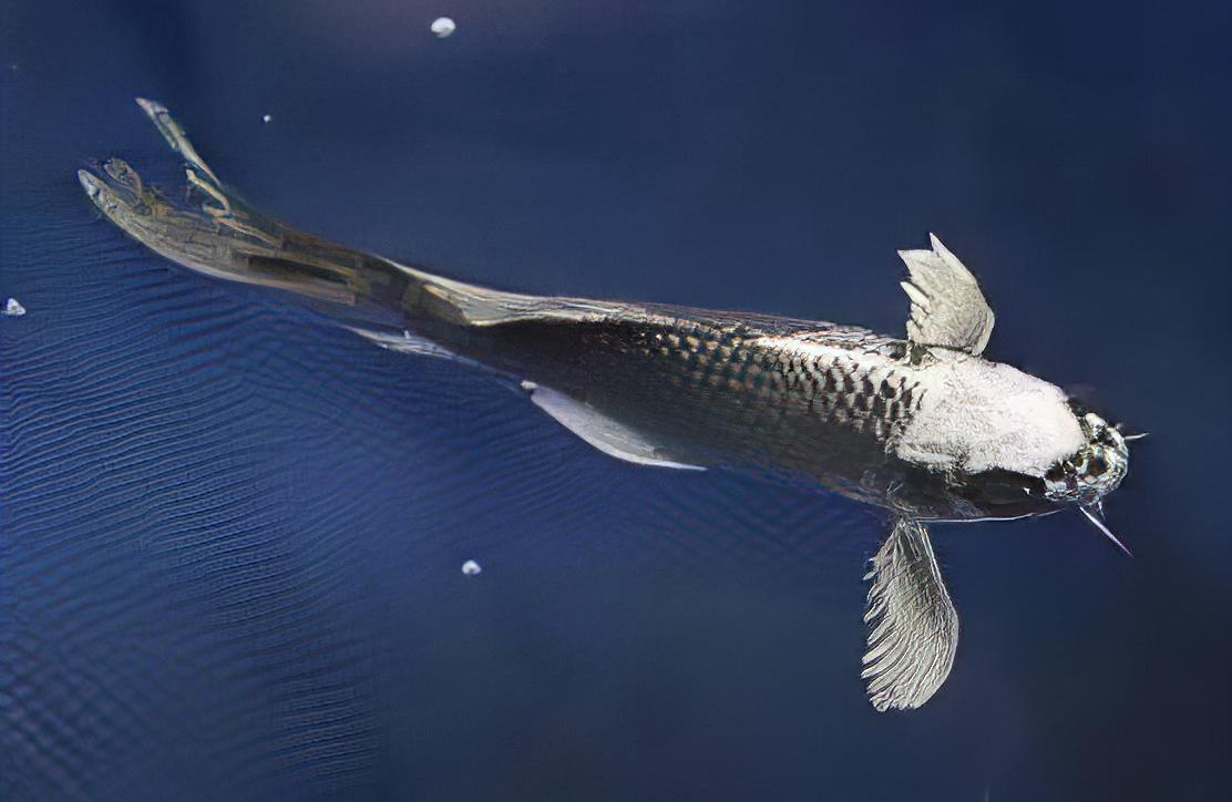 x75 Assorted Grade A White Ghost Koi Carp Cyprinus Carpio 10cm - Auction - Image 5