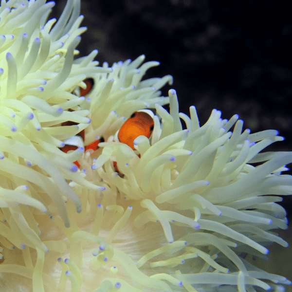 White Malu Anemone Heteractis Malu - Image 2