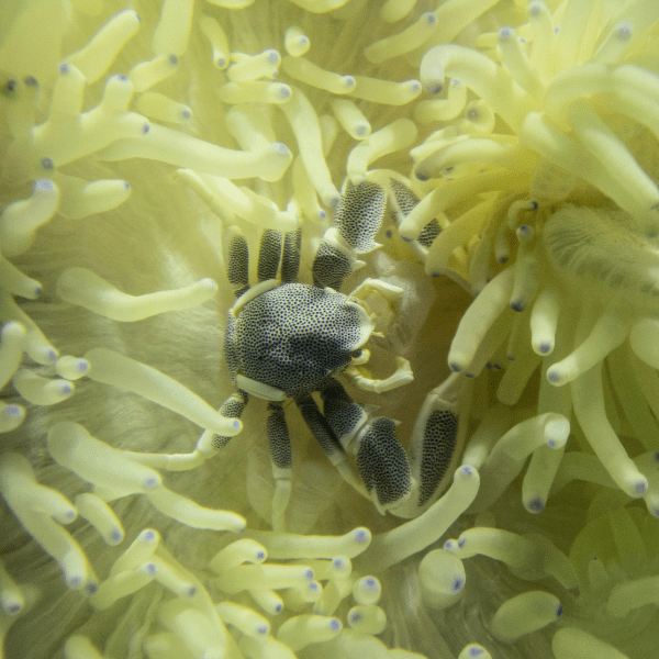 White Malu Anemone Heteractis Malu - Image 4