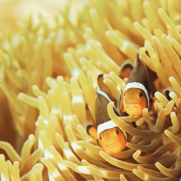 White Malu Anemone Heteractis Malu - Image 3