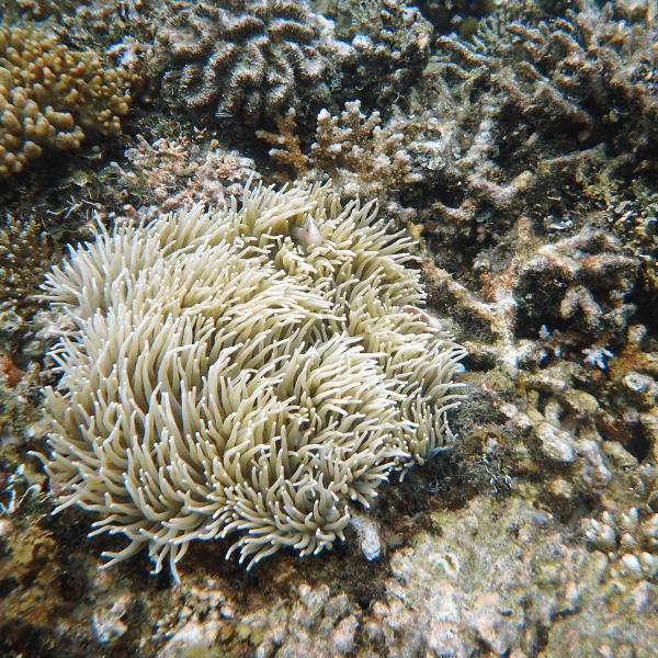 White Malu Anemone Heteractis Malu - Image 6
