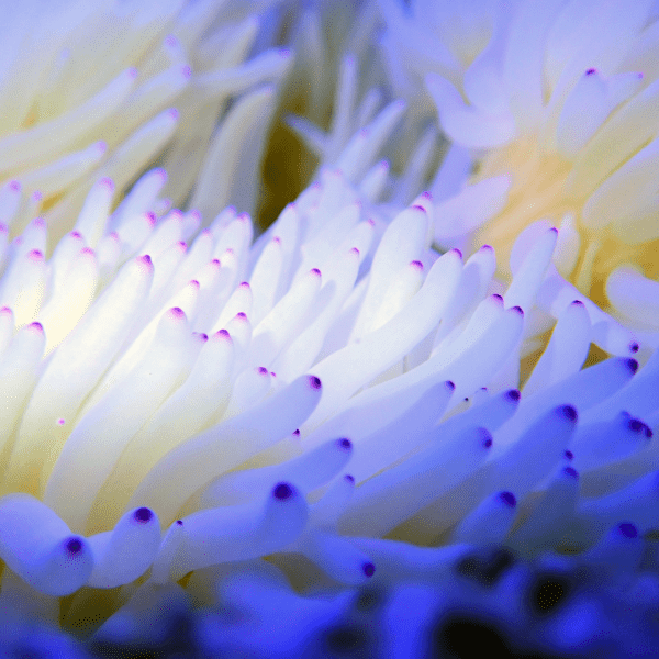 White Malu Anemone Heteractis Malu - Image 5