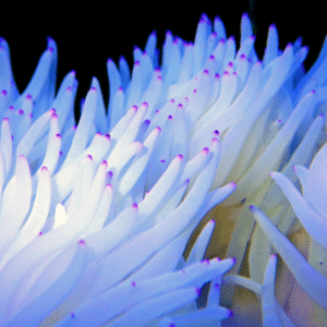 White Malu Anemone Heteractis Malu
