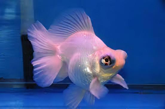 White Telescope Butterfly Moor Goldfish Carassius Auratus - Image 6