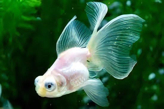 White Telescope Butterfly Moor Goldfish Carassius Auratus - Image 5