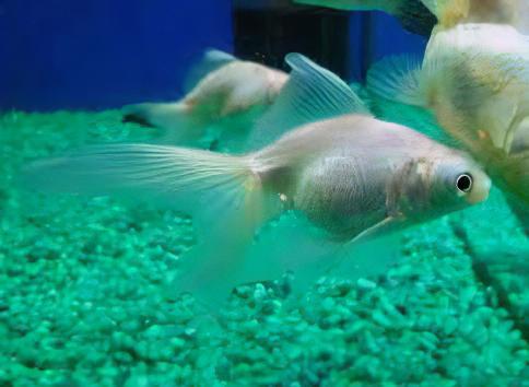 White Telescope Butterfly Moor Goldfish Carassius Auratus - Image 7