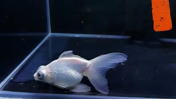 White Telescope Butterfly Moor Goldfish Carassius Auratus - Image 8