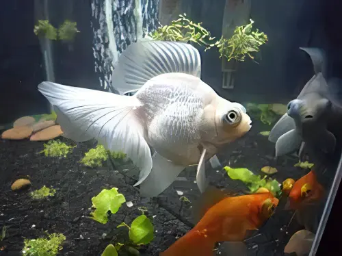 Assorted Giant Telescope Butterfly Moor Grade AA Goldfish Carassius Auratus - Image 7