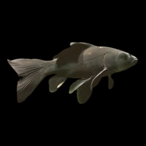 XL Goldfish Black Carassius Auratus 20cm