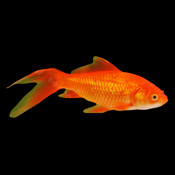 XL Goldfish Red Carassius Auratus 20cm