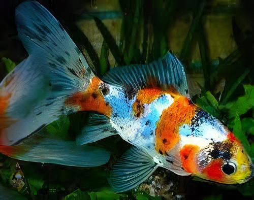 XL Goldfish Shubunkin Carassius Auratus 20cm - Image 7