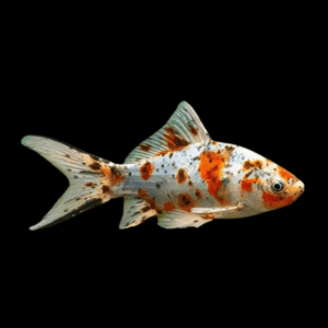 XL Goldfish Shubunkin Carassius Auratus 20cm