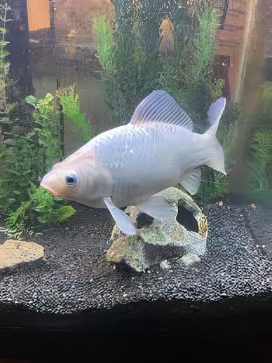 XL Goldfish White Carassius Auratus 20cm - Image 5