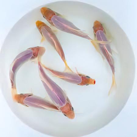 XL Goldfish White Carassius Auratus 20cm - Image 8