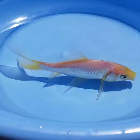 XL Goldfish White Carassius Auratus 20cm - Image 6