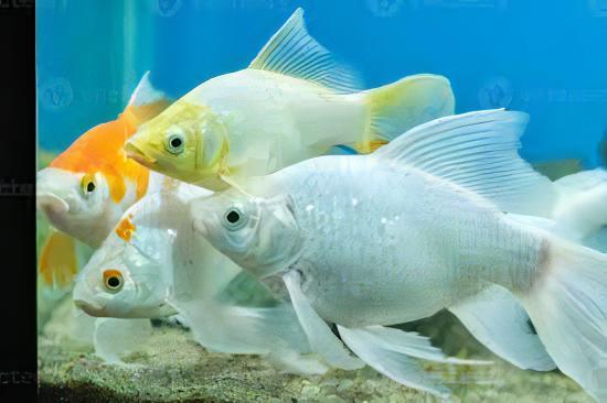 XL Goldfish White Carassius Auratus 20cm - Image 7