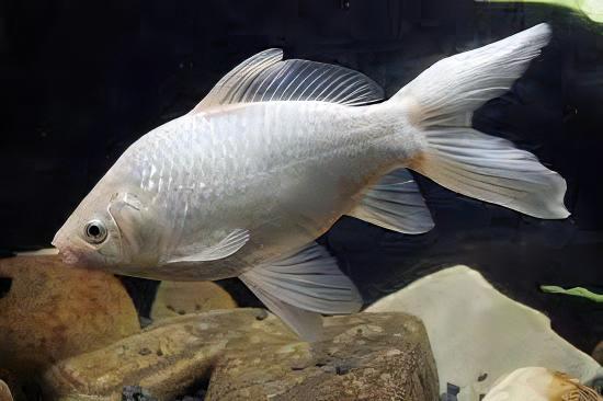 XL Goldfish White Carassius Auratus 20cm - Image 4