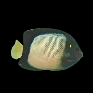 Xanthotis Angelfish Apolemicthys Xanthotis
