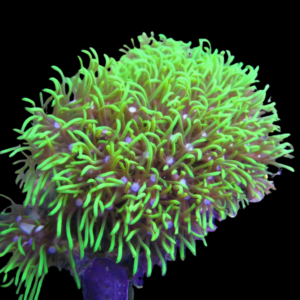 Xenia Green Star Coral Polyp Pachyclavularia Violacea