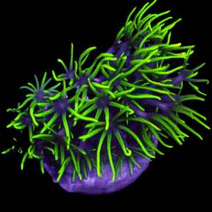 Xenia Star Coral Polyp Pachyclavularia Violacea