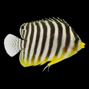 Yellow Banded Angelfish Paracentropyge Multifasciatus