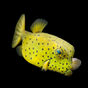 Yellow Cubicus Boxfish Ostracion Cubicus