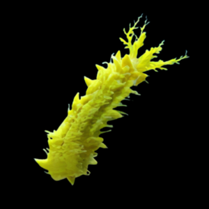 Yellow Cucumber Colochirus Robustus