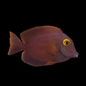 Yellow Eye Tang Ctenochaetus Strigosus