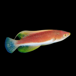 Yellow Filament Fairy Wrasse Cirrhilabrus Filamentosus