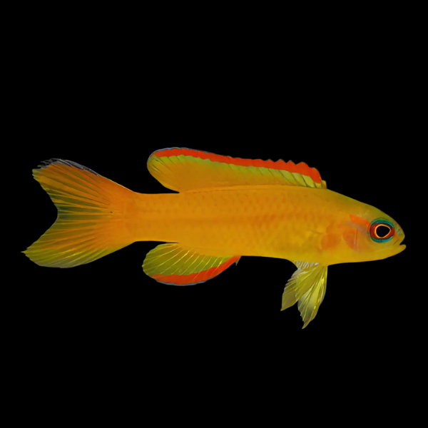 Yellow Forktail Pygmy Basslet Assessor Flavissimus