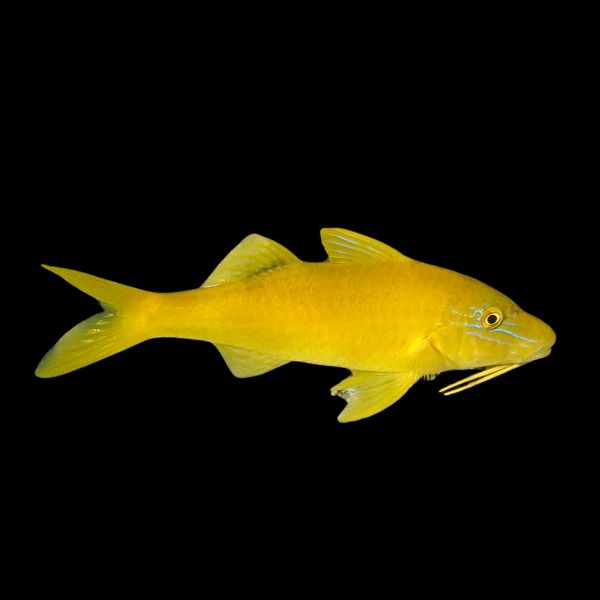 Yellow Goat Fish Parupeneus Cyclostomus
