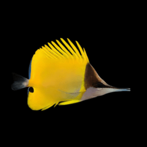 Yellow Long Nose Butterfly Fish Forcipiger Flavissimus