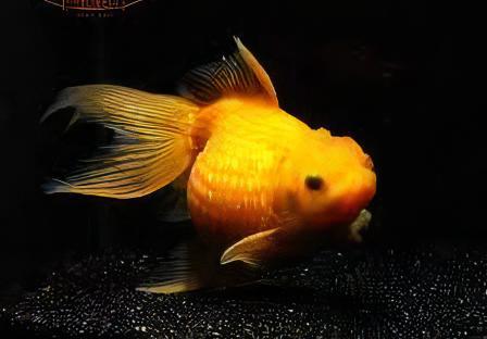 Yellow Pearlscale Goldfish Carassius Auratus - Image 5