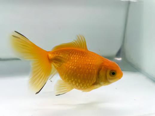 Yellow Pearlscale Goldfish Carassius Auratus - Image 6