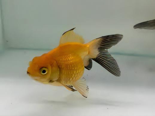 Yellow Pearlscale Goldfish Carassius Auratus - Image 7