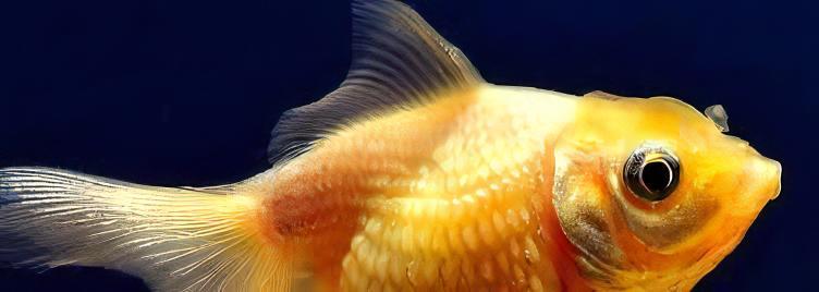 Yellow Pearlscale Goldfish Carassius Auratus - Image 8