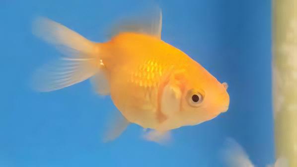 Assorted Giant Pearlscale Grade AA Goldfish Carassius Auratus - Image 7