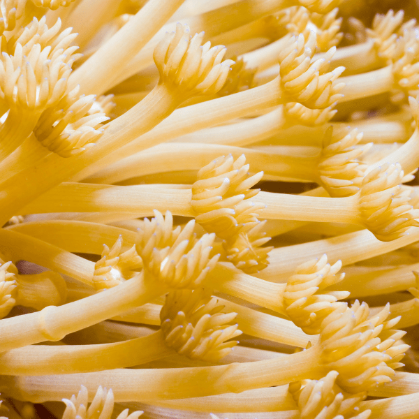 Yellow Polyp Coral Frag Goniopora Sp - Image 5