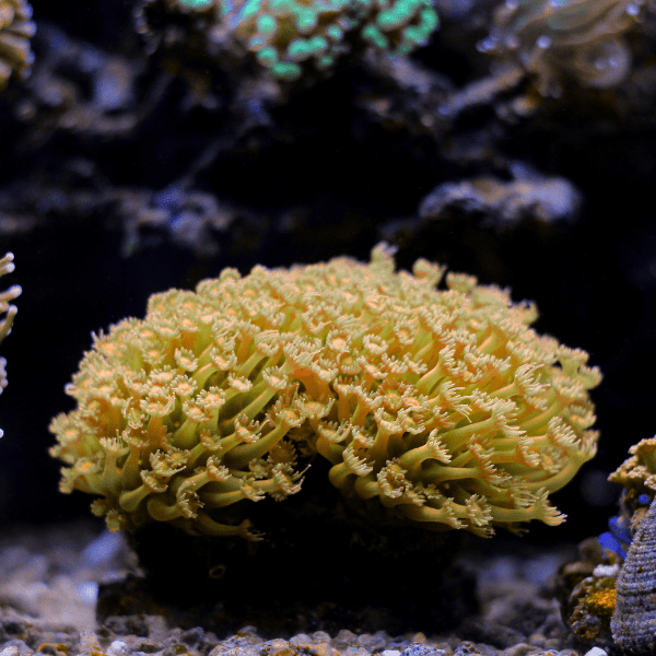 Yellow Polyp Coral Frag Goniopora Sp - Image 2