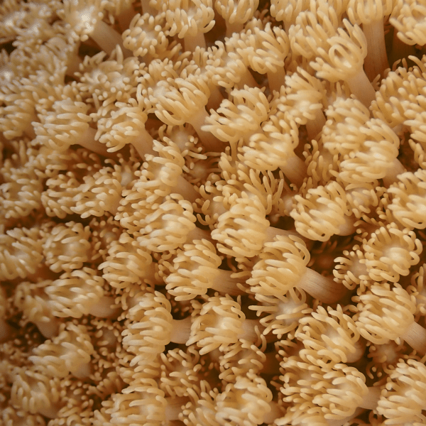 Yellow Polyp Coral Frag Goniopora Sp - Image 4