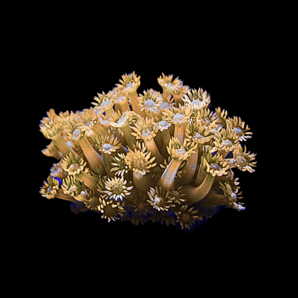 Yellow Polyp Coral Frag Goniopora Sp