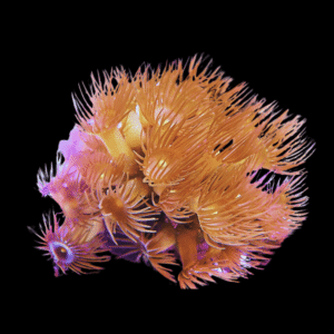 Yellow Coral Polyp Parazoanthus Sp