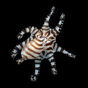 Zebra Octopus Octopus Chierchiae