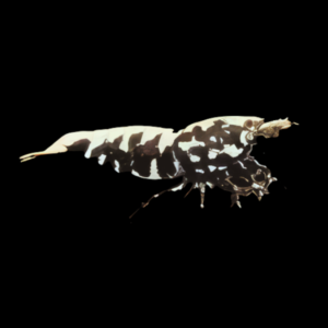 10 x Black Zebra Stardust High Grade Shrimp Caridina Sp 2cm