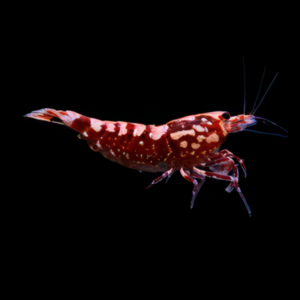 10 x Red Zebra Stardust High Grade Shrimp Caridina Sp 2cm